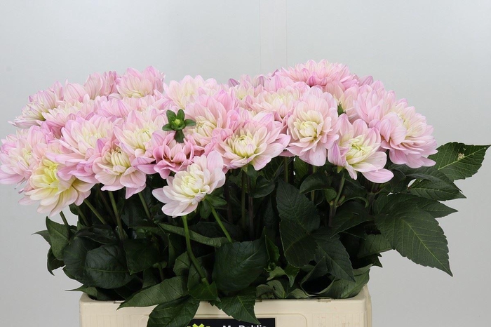 Dahlia  'Princess Kate'