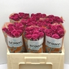 Rosa TR 'Cheyenne'