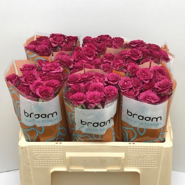 Rosa TR 'Cheyenne'