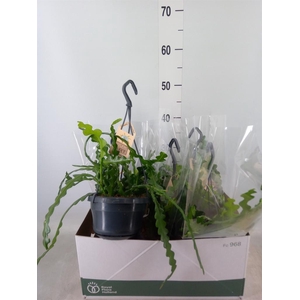 Epiphyllum anguliger