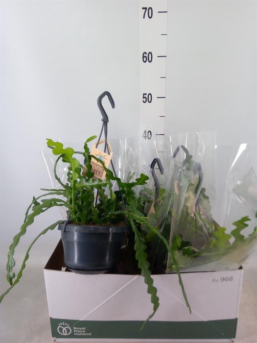 <h4>Epiphyllum anguliger</h4>