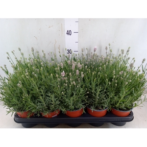 Lavandula angus. 'Vienco White'