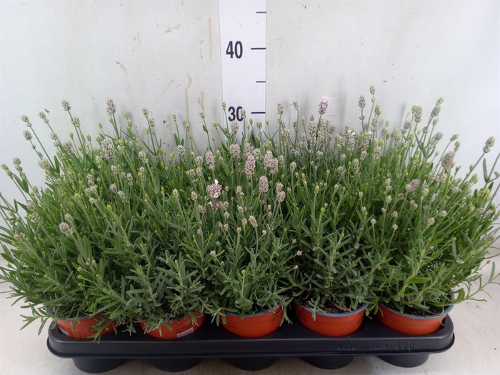 <h4>Lavandula angus. 'Vienco White'</h4>