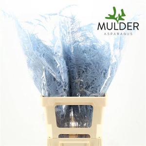 Asp Klb H% Extra Veren Light Blue