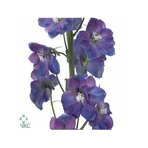 Delphinium el guardian blue