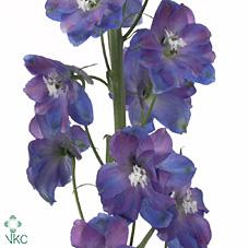 <h4>Delphinium el guardian blue</h4>