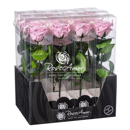 <h4>Display 30cm Stem Pin04</h4>