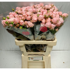 Rosa spray madam bombastic