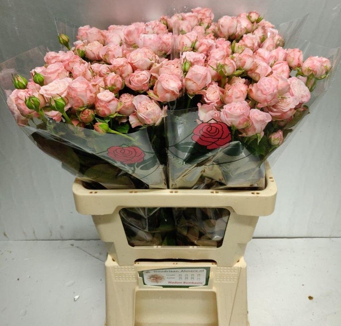 <h4>Rosa spray madam bombastic</h4>