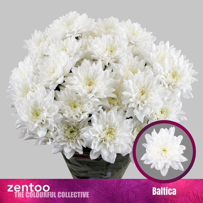 <h4>CHR T BALTICA</h4>