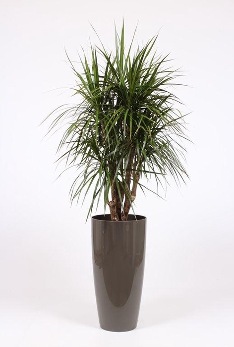 <h4>Dracaena marginata in Santorini pot "taupe"</h4>