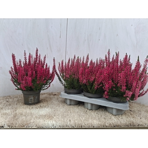 CALLU BL SABELLA