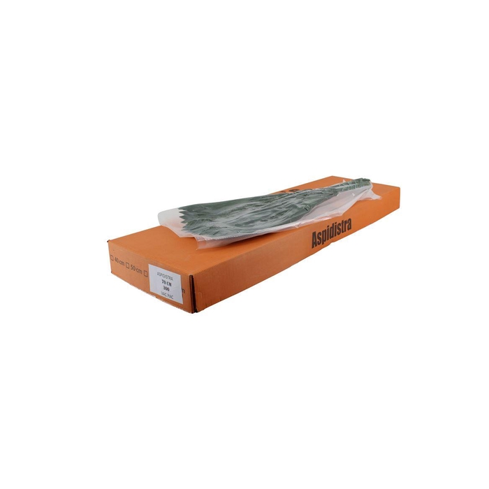 <h4>Aspidistra 70cm V P Queens</h4>