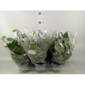 Scindapsus pictus 'Argyraeus'