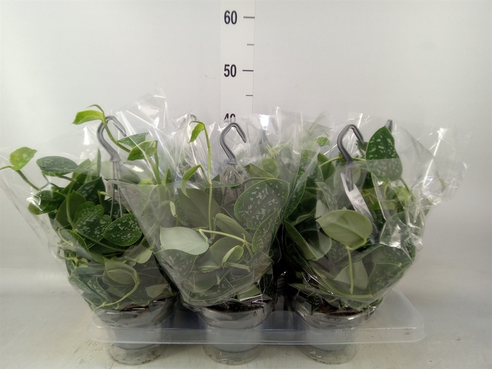 <h4>Scindapsus pictus 'Argyraeus'</h4>