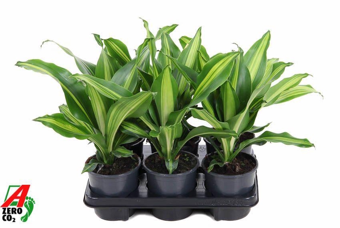 <h4>Dracaena Burley kopstek P13</h4>