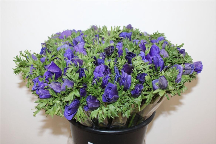 <h4>Anem Marianne Blue</h4>