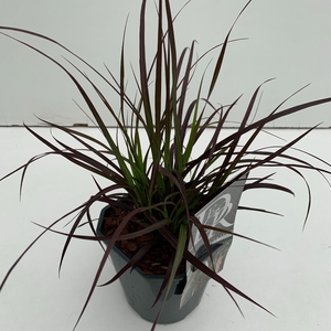 Graminées Pennisetum 'Summer Samba'
