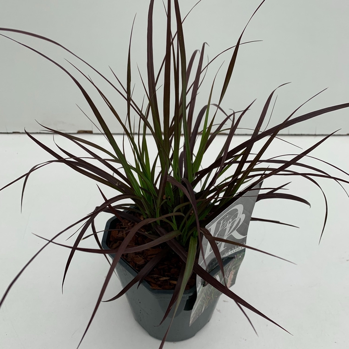 <h4>Graminées Pennisetum 'Summer Samba'</h4>