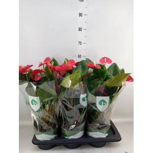 Anthurium andr. 'Arebo'