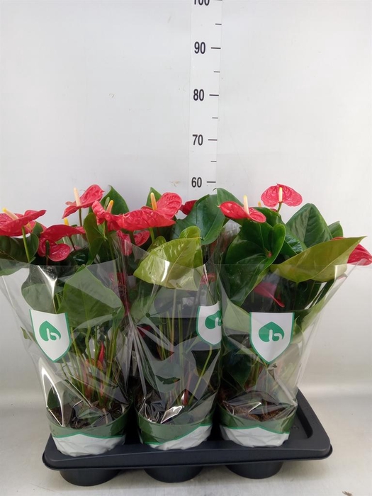 <h4>Anthurium andr. 'Arebo'</h4>