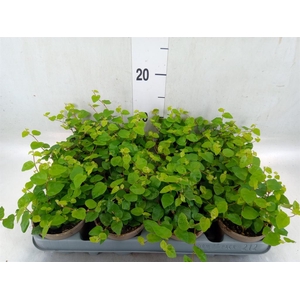 Ficus pumila 'Sunny Green'