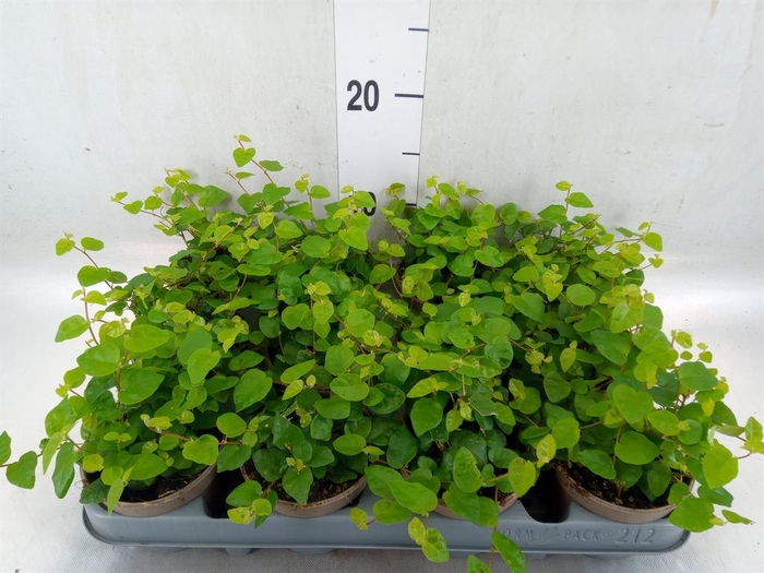 <h4>Ficus pumila 'Sunny Green'</h4>
