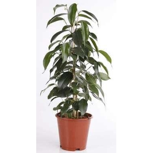 FICUS BENJAMINA