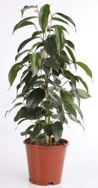 <h4>FICUS BENJAMINA p11,5</h4>