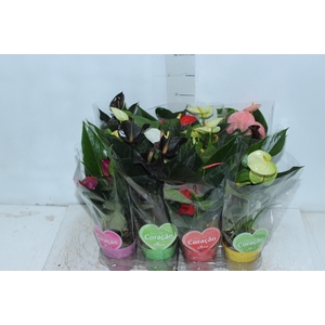 ANTHURIUM VARIADO P09