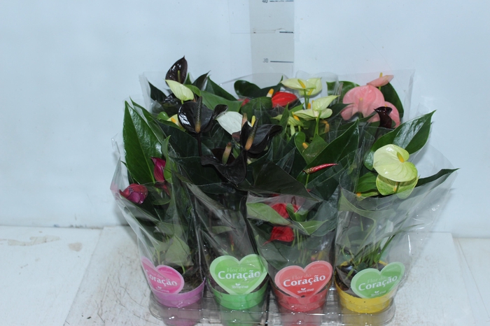 ANTHURIUM VARIADO P09