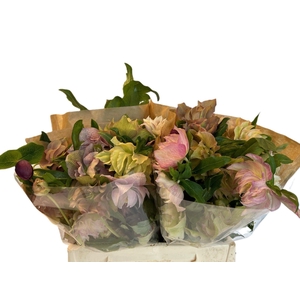 HELL OR QUEENS DB PI