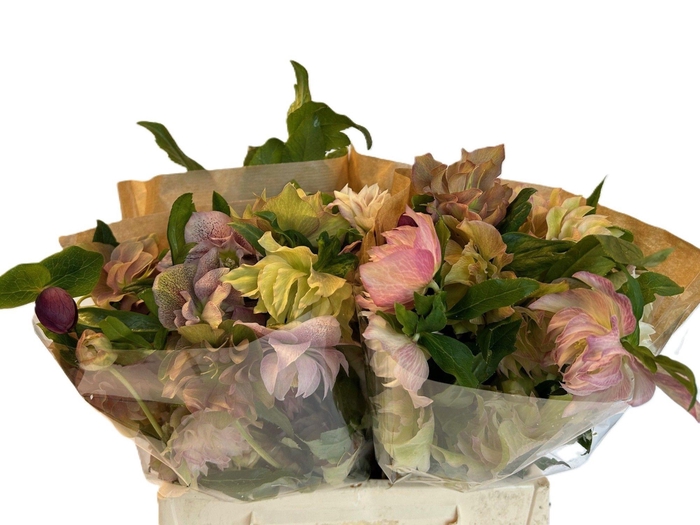 <h4>HELL OR QUEENS DB PI</h4>