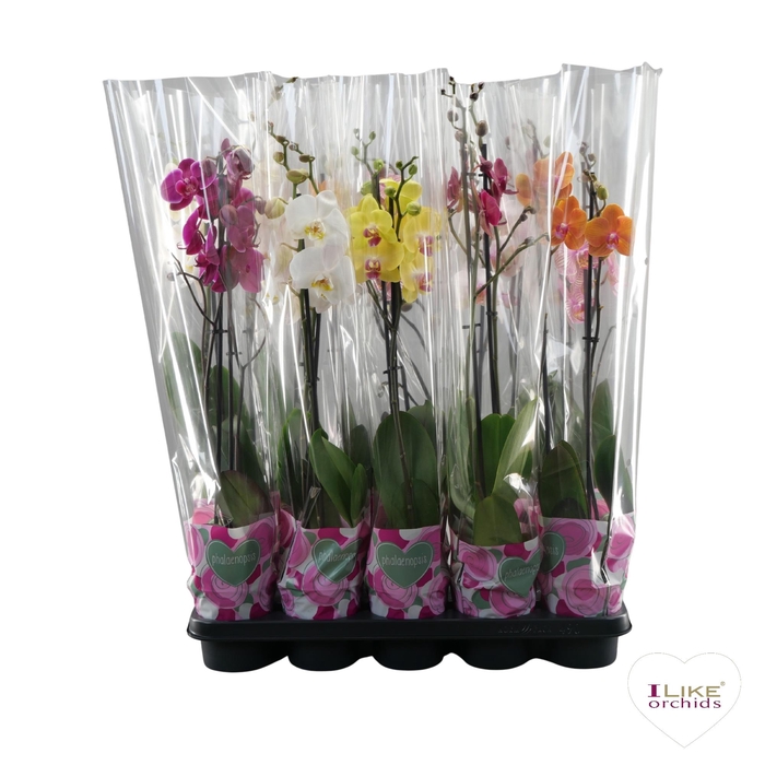 <h4>Phalaenopsis mix - 1 en 2 tak 50cm basic</h4>
