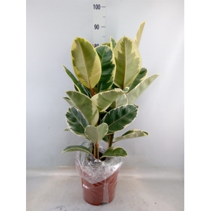 Ficus elastica 'Tineke'