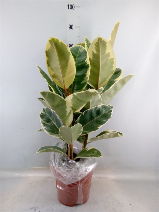 <h4>Ficus elastica 'Tineke'</h4>