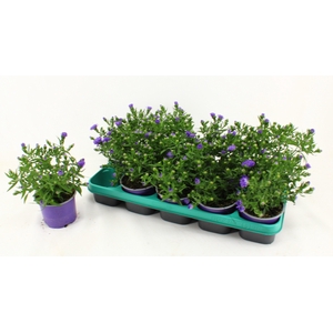 ASTER D AL PURPLE RO