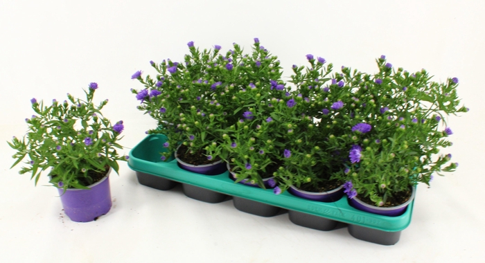 <h4>ASTER D AL PURPLE RO</h4>