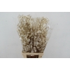 DF LUNARIA SILVERLEAF