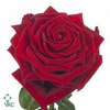 Rosa large red naomi! Supra Porta Nova