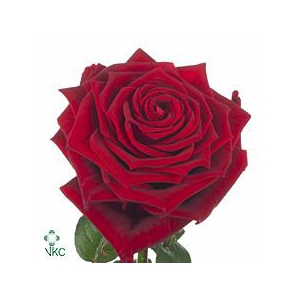 Rosa la red naomi! Unica Porta Nova