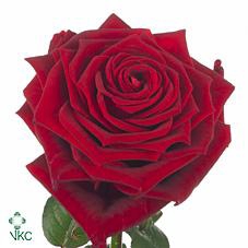 Rosa large red naomi! Supra Porta Nova