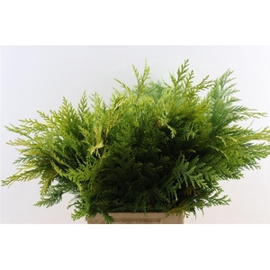 Chamaecyparis Law Yellow Bio