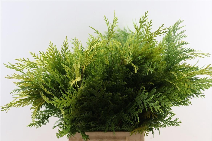 <h4>Chamaecyparis Law Yellow</h4>