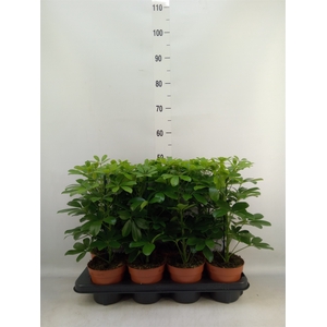 Schefflera arbor. 'Nora'