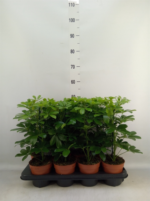 <h4>Schefflera arbor. 'Nora'</h4>