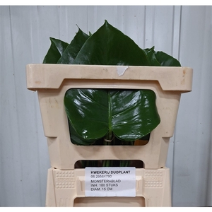 MONSTERA BLAD 15cm Ø