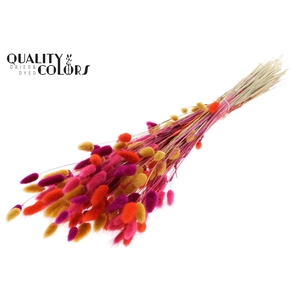 Lagurus Premium per bunch Colourful 10