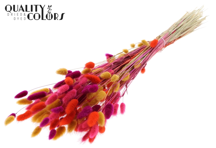 Lagurus Premium per bunch Colourful 10