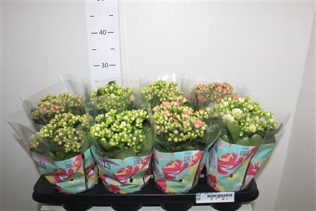 <h4>Kal Ge Rf Gem 4 Kl 12cm Pot</h4>